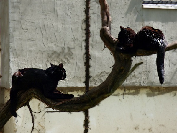 Фото котов черных