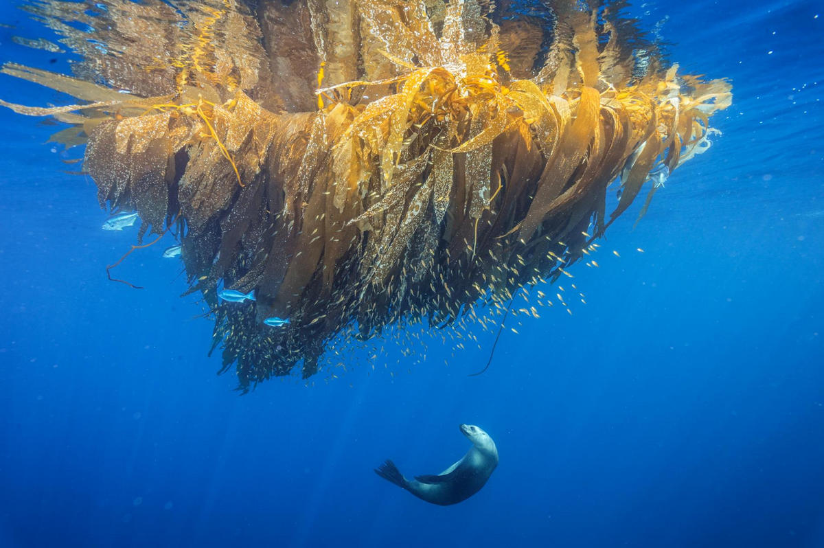 Фото года national geographic